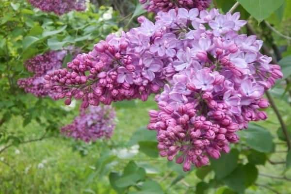 Nơi mùa hoa Siren đầy hương sắc