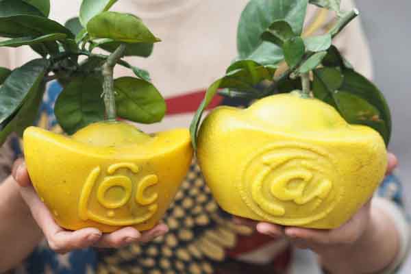 Bưởi, quất hình thỏi vàng, hút hàng ngày Tết