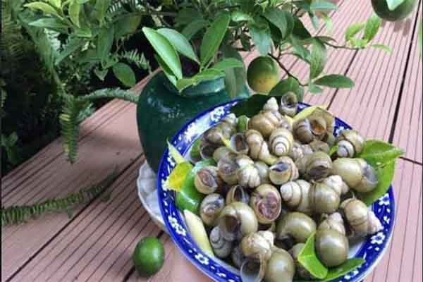 Ốc luộc kèm sung muối ngày xưa