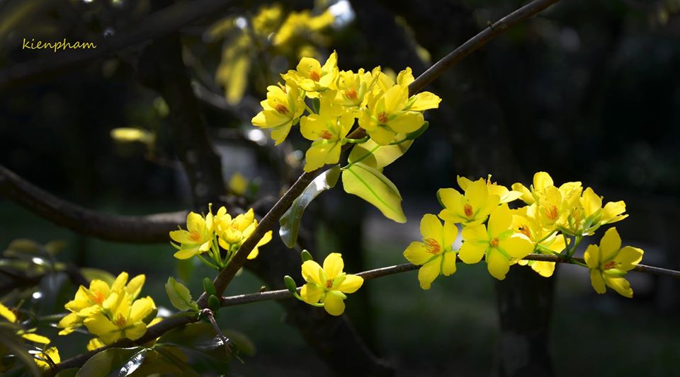 Quê hương là gì hở mẹ? Kỳ 64: Về nhà đi thôi