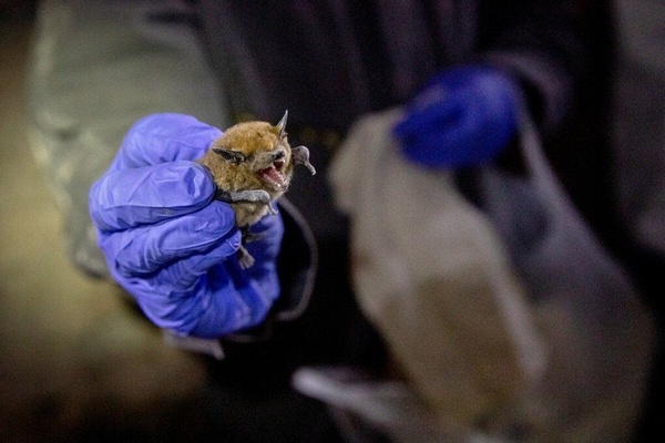 Biến đổi khí hậu có thể thúc đẩy xuất hiện các đại dịch lớn trong tương lai