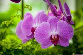 Chú mèo của bạn hẳn sẽ thích mê với 6 món đồ độc đáo này