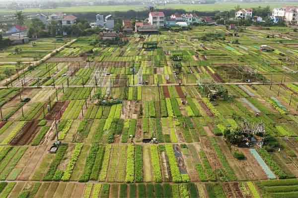 Làng rau Trà Quế đón nhận danh hiệu Di sản văn hóa phi vật thể cấp quốc gia