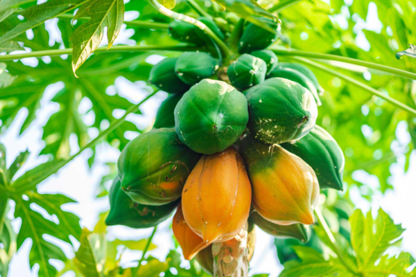 Phát hiện mới về một loại cây chống ung thư vườn nhà ai cũng trồng được