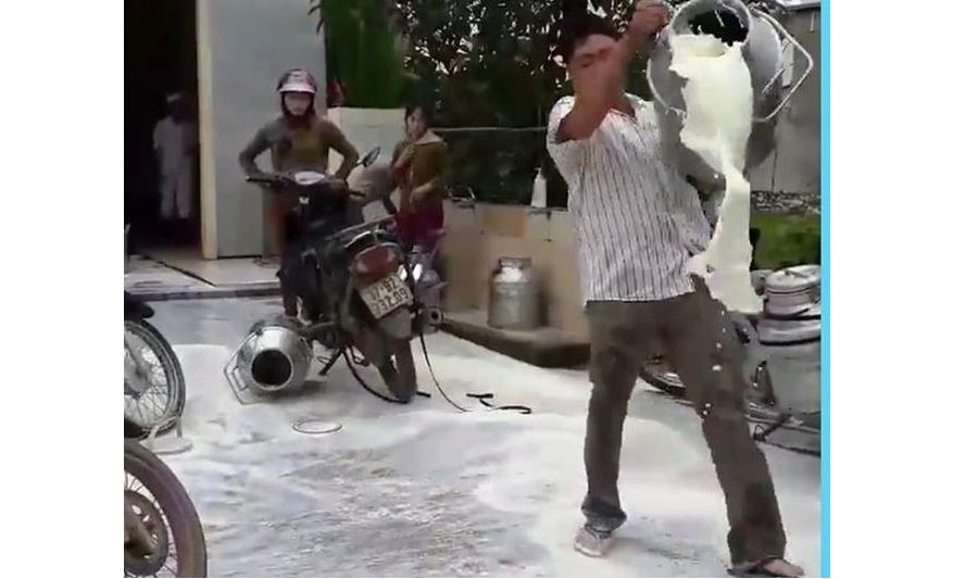 Bị ép giá, nông dân Nghệ An đổ sữa ra đường