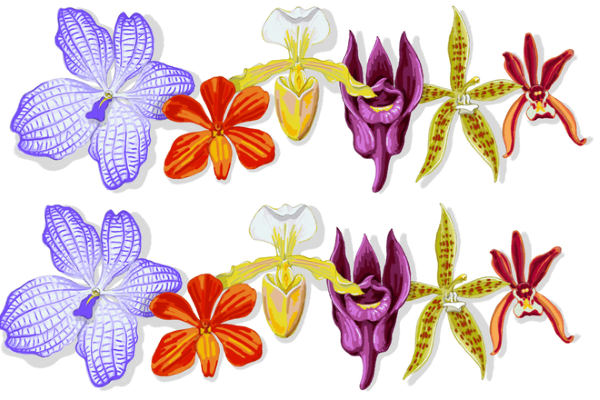 Google Doodle đổi giao diện thành hình hoa lan, vì sao?