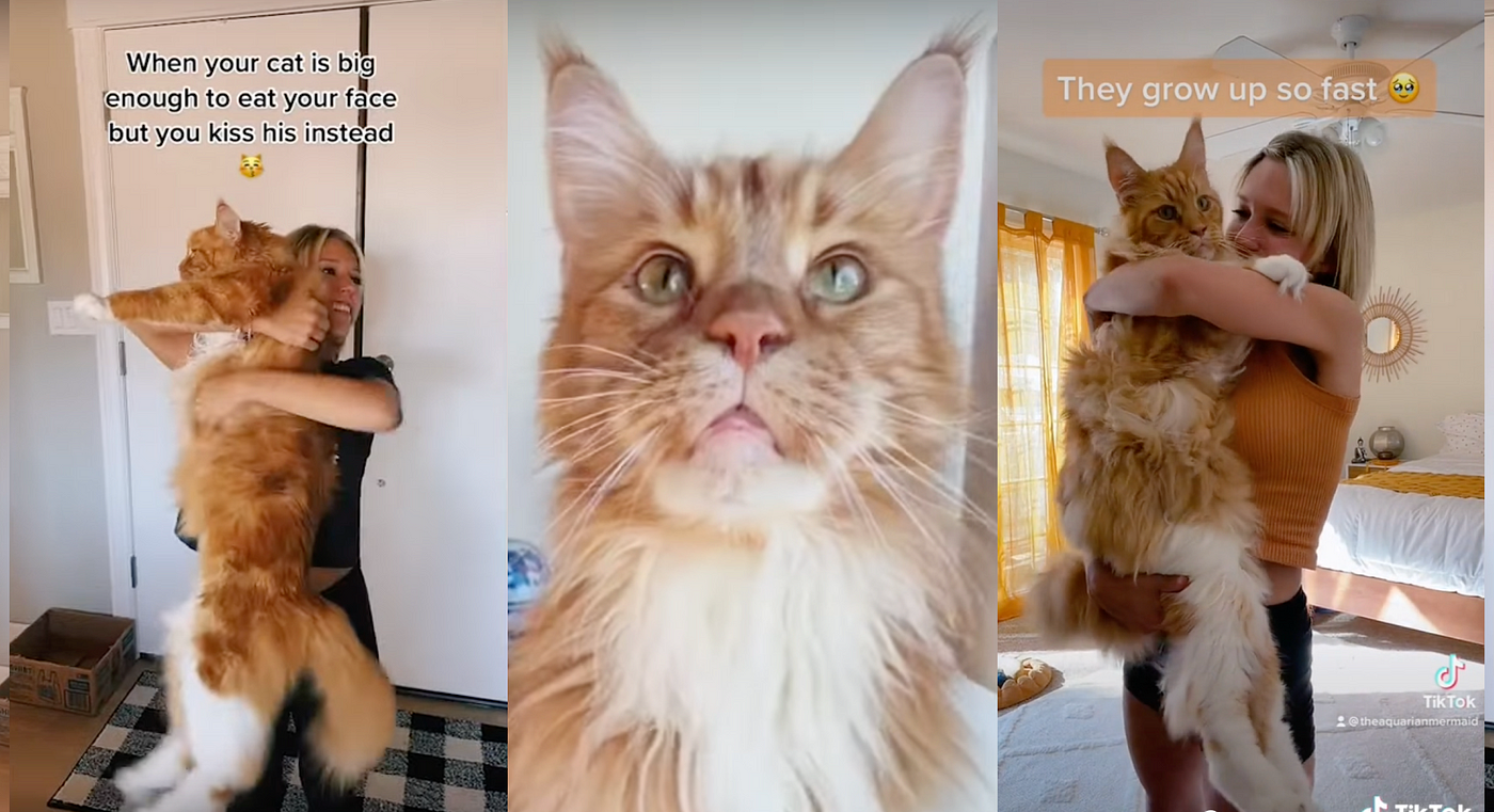 Finn – chú mèo “ngoại cỡ” nhưng thân thiện đến bất ngờ