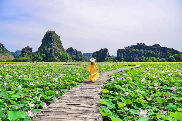 Ninh Bình mùa sen nở rực rỡ