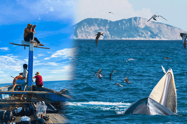 Quá nhiều tour ngắm cá voi tự phát ở Đề Gi, liệu đàn cá voi có rời đi ?