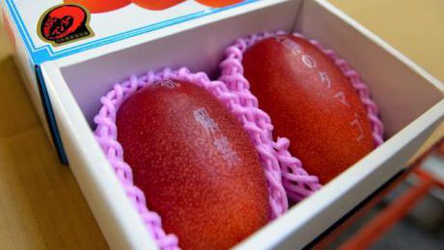 Mục sở thị cặp xoài mặt trời Nhật Bản với giá siêu đắt