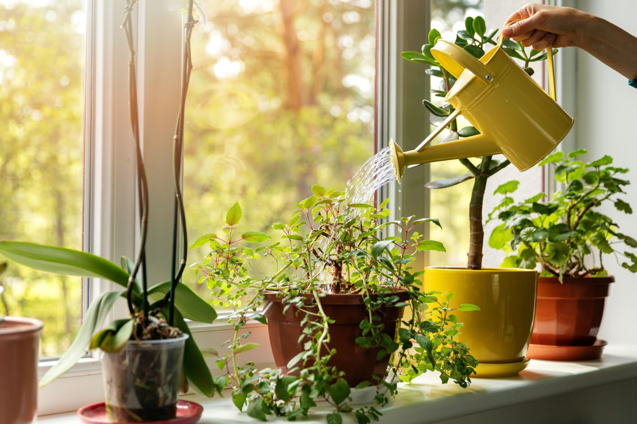 Các biện pháp giúp cây trồng của bạn sống sót khi bạn đi vắng