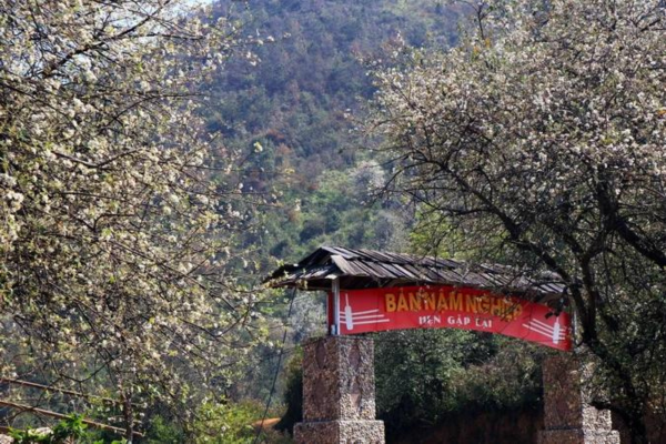 Đến ngay bản Nậm Nghiệp để ngắm nhìn bức tranh sơn tra trắng muốt núi rừng