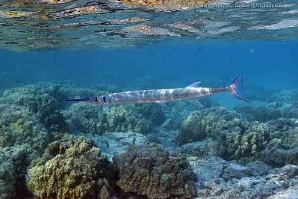 Giá trị dinh dưỡng của loài cá xương xanh tại Kiên Giang