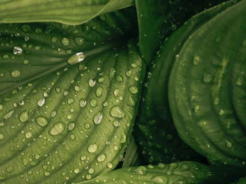 Cellulose: Nguồn nguyên liệu tiềm năng giúp chế tạo thiết bị điện tử ‘xanh’