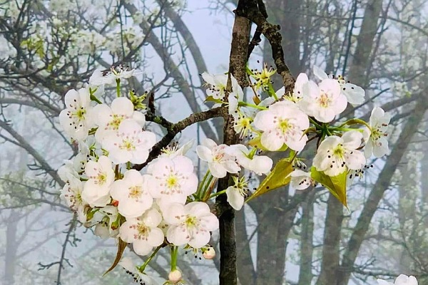 Tuyến đường hoa lê dài nhất Việt Nam đạt kỷ lục Guiness