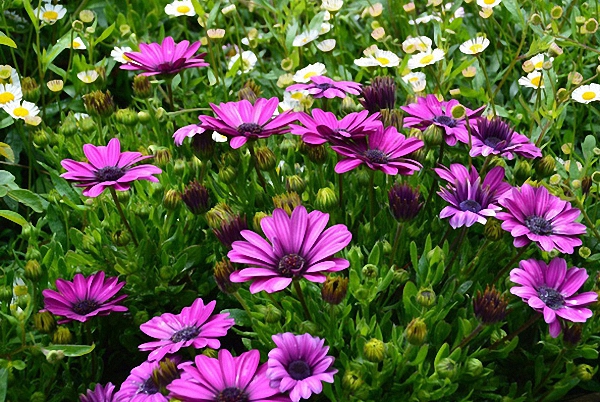 Người phụ nữ Việt tự tay biến khu vườn 700m² đầy cỏ dại thành một thảm hoa cúc dịu dàng