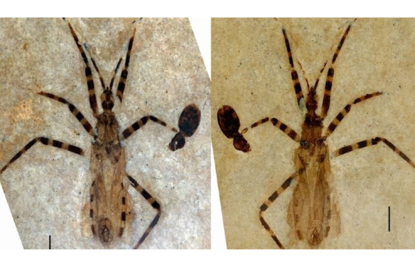 Phát hiện loài bọ sát thủ mới từ hóa thạch 50 triệu năm tuổi