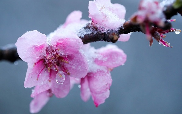 Ngắm hoa đào trong tuyết ở Sapa