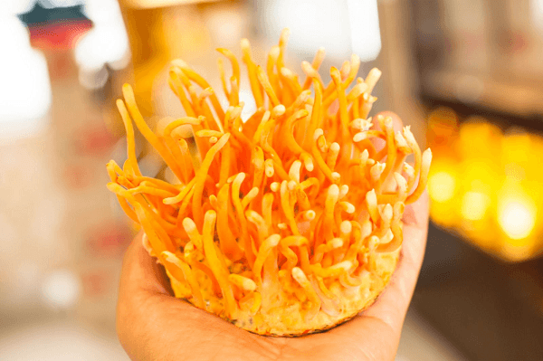 Hiểu thêm về công dụng trị hậu Covid-19 của đông trùng hạ thảo