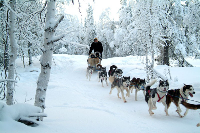 Những chú chó Husky với dịch vụ xe chó kéo cực hot ở Nga