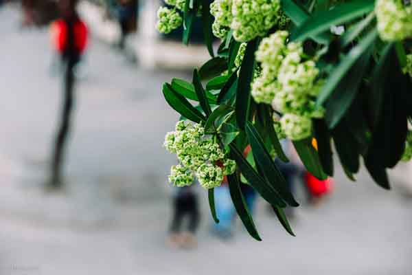 Hương hoa sữa nồng nàn – vẻ đẹp một thời Hà Nội xưa và nay