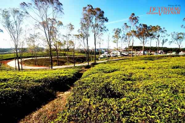 Cầu Đất – một cái nhìn khác