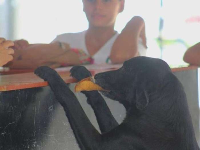 Chú chó thông minh mang lá cây đổi bánh mỗi ngày