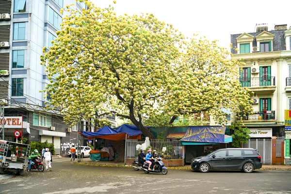 Hoa bún 300 tuổi, độc nhất vô nhị giữa lòng thủ đô