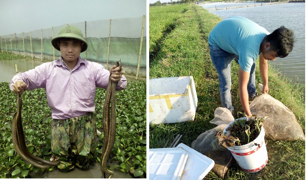 Cận cảnh trang trại nuôi hơn 300 con rắn ở ngoại thành Hà Nội