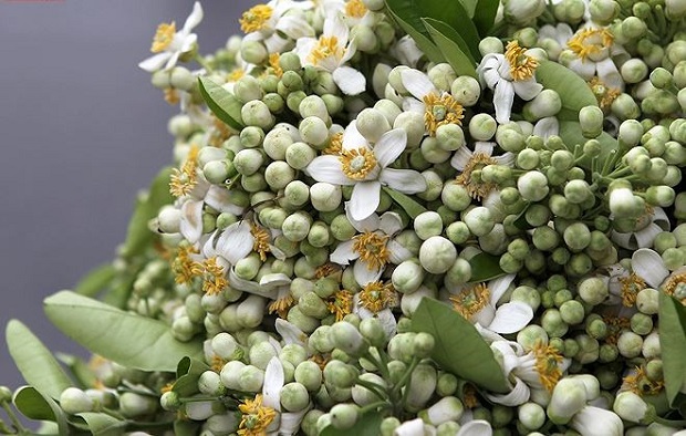 Hà Nội trong hương bưởi tháng 3