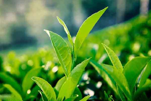 Nghiên cứu công nghệ sản xuất sản phẩm hương liệu nguồn gốc thiên nhiên dạng vi hạt