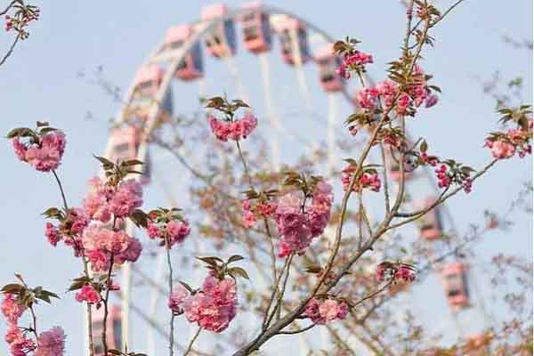 Mùa hoa anh đào trên khắp thế giới và những điều thú vị có thể bạn chưa biết