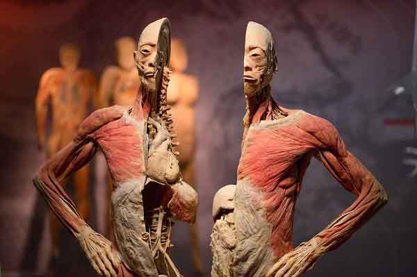 Triển lãm xác người của ‘Tiến sĩ Thần chết’ gây tranh cãi