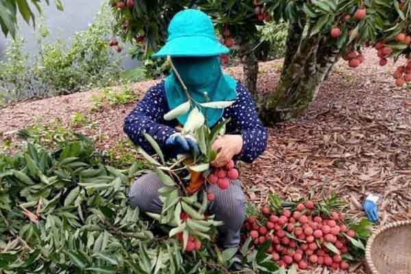 Bà con lo không tiêu thụ được nông sản khi đến vụ thu hoạch do COVID-19, Vụ thị trường nói gì?