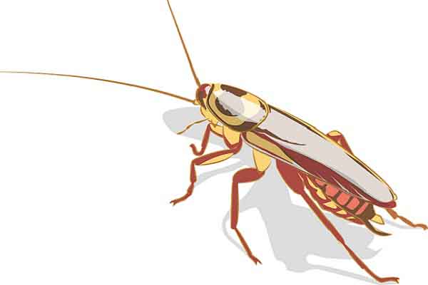 Thích nghi hay tự đào thải: Triết lý con gián