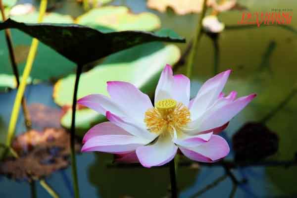 Giấc mơ sen ở Mười Amazon