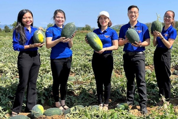 Nhiều bạn trẻ giải cứu dưa hấu cho nông dân