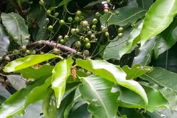 Vối – loại cây quen thuộc mà nhiều công dụng chữa bệnh hữu hiệu