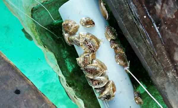 Nuôi ‘thần dược’ của quý ông, chỉ cần ăn rong mà dễ kiếm tiền triệu