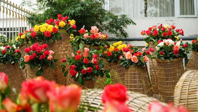 Ảnh, clip: Đẹp lạ khu vườn nghìn cây hoa hồng Bulgaria ở Hà Nội