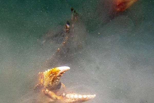 Đại dương bị axit hóa khiến sinh vật biển khó ‘đánh hơi’ kiếm mồi