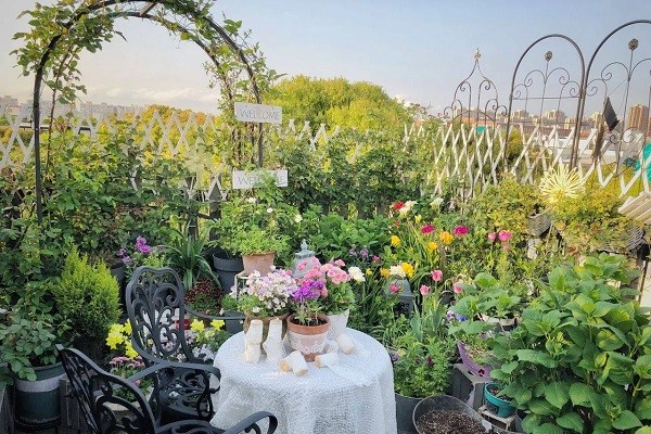 Các loài hoa được nông dân sân thượng yêu thích