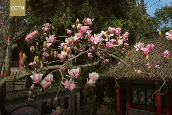 Sững sờ trước vẻ đẹp của hoa mộc lan lâu đời nhất thế giới