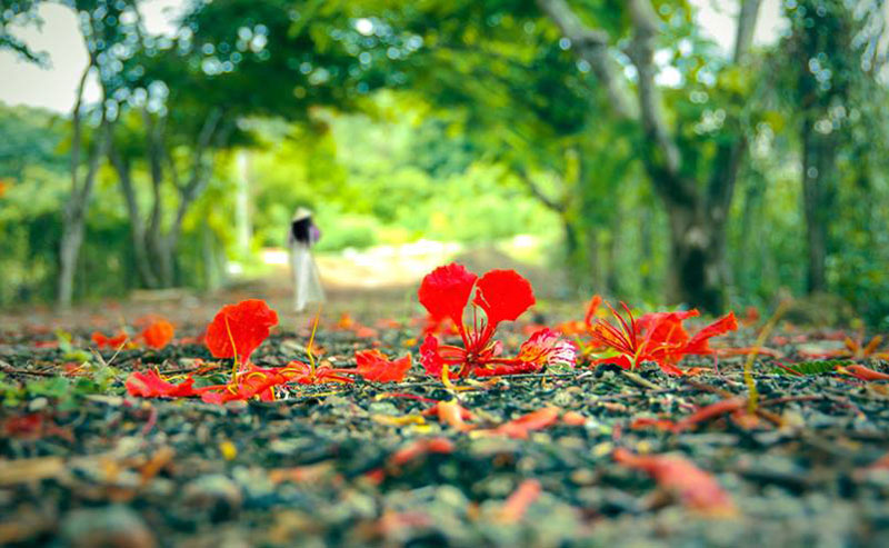 Tuổi trẻ của tôi nhuốm màu mùa hạ