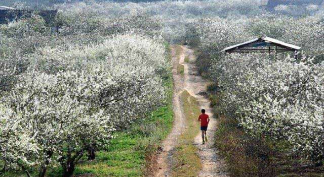Vi vu Mộc Châu mùa hoa mận trắng