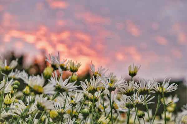 Khám phá những điểm đến ngắm hoa tuyệt đẹp tháng 11