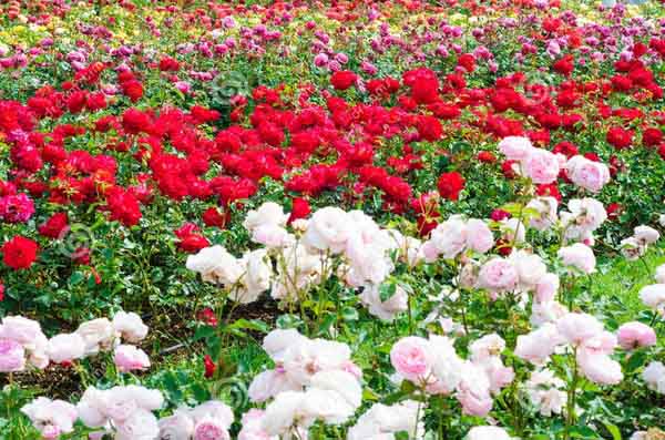 Langbiang – thiên đường của hương sắc