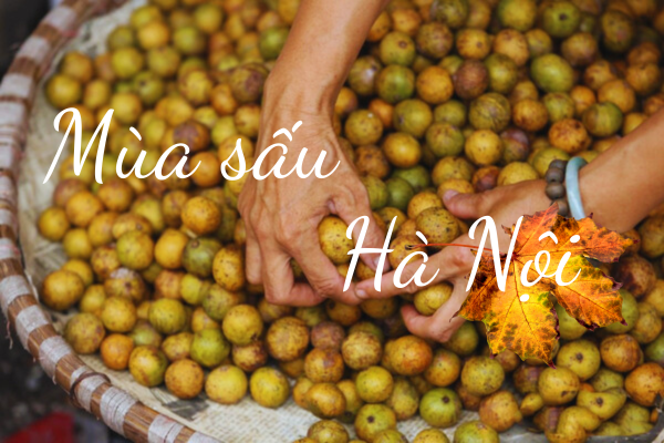 Mùa thu với sắc vàng rực rỡ của sấu chín tại Hà Nội