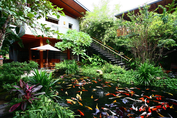 Quán cá koi đẹp cuốn hút đang trở thành xu hướng thưởng thức cà phê