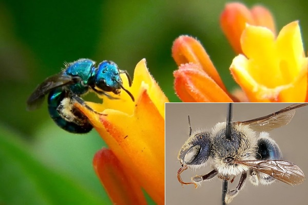 Loài ong tưởng đã tuyệt chủng xuất hiện trở lại sau 4 năm